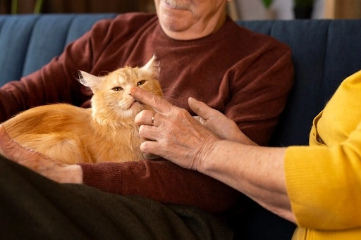 Senior couple petting an orange cat.